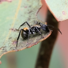 Polyrhachis ammon at West Wodonga, VIC - 26 Mar 2023 10:19 AM