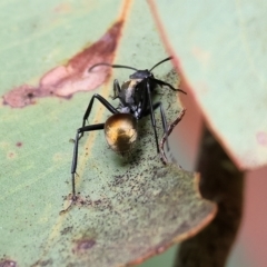 Polyrhachis ammon at West Wodonga, VIC - 26 Mar 2023 10:19 AM