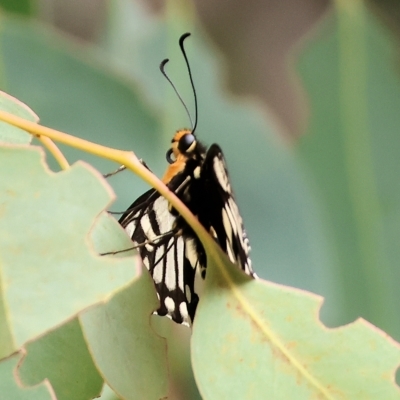 Papilio anactus (Dainty Swallowtail) at Wodonga - 25 Mar 2023 by KylieWaldon