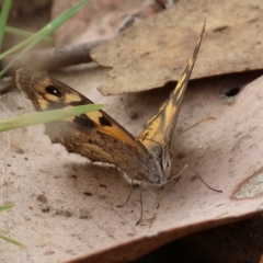 Geitoneura klugii (Marbled Xenica) at Federation Hill - 25 Mar 2023 by KylieWaldon