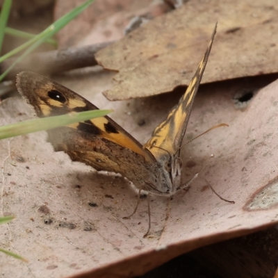 Geitoneura klugii (Marbled Xenica) at West Wodonga, VIC - 25 Mar 2023 by KylieWaldon