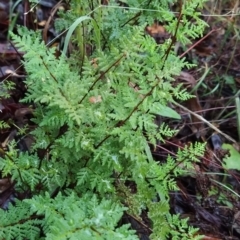 Cheilanthes austrotenuifolia (Rock Fern) at Fadden, ACT - 26 Mar 2023 by KumikoCallaway