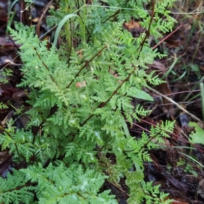 Cheilanthes austrotenuifolia (Rock Fern) at Fadden, ACT - 26 Mar 2023 by KumikoCallaway