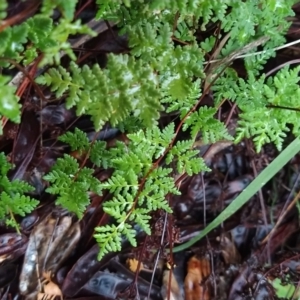 Cheilanthes austrotenuifolia at Fadden, ACT - 26 Mar 2023 07:25 AM