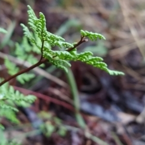 Cheilanthes austrotenuifolia at Fadden, ACT - 26 Mar 2023