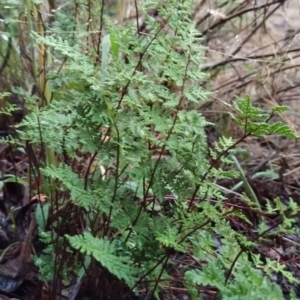 Cheilanthes austrotenuifolia at Fadden, ACT - 26 Mar 2023 07:25 AM