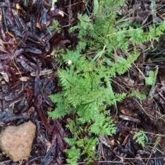 Cheilanthes austrotenuifolia at Fadden, ACT - 26 Mar 2023 07:25 AM