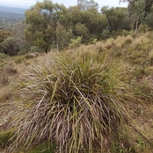 Lomandra longifolia at Fadden, ACT - 26 Mar 2023