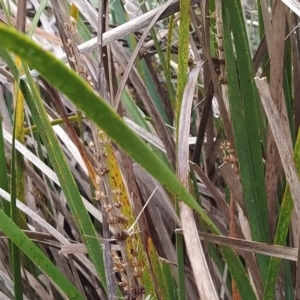 Lomandra longifolia at Fadden, ACT - 26 Mar 2023
