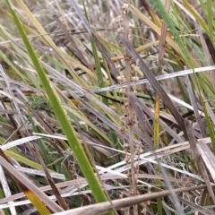 Lomandra longifolia at Fadden, ACT - 26 Mar 2023 08:15 AM