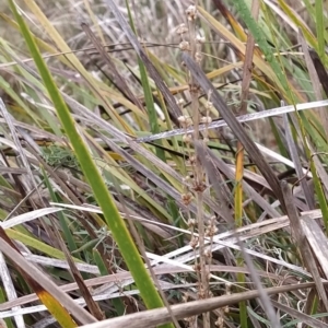 Lomandra longifolia at Fadden, ACT - 26 Mar 2023