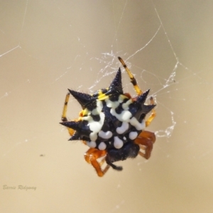 Austracantha minax at Jerrabomberra, ACT - 19 Mar 2023