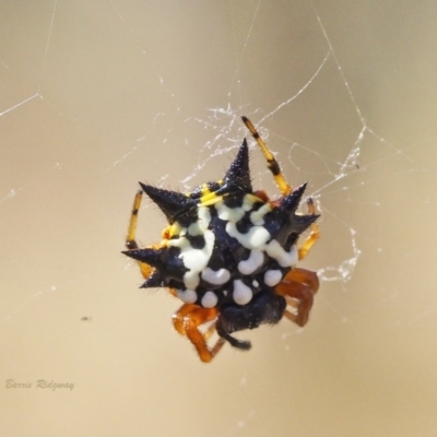 Austracantha minax (Christmas Spider, Jewel Spider) at Jerrabomberra, ACT - 18 Mar 2023 by BarrieR