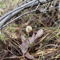 Diplodium reflexum (Dainty Greenhood) at Kowen, ACT - 26 Mar 2023 by dgb900