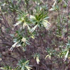 Styphelia triflora (Five-corners) at Kowen, ACT - 25 Mar 2023 by dgb900