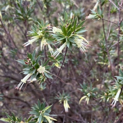 Styphelia triflora (Five-corners) at Molonglo Gorge - 25 Mar 2023 by dgb900