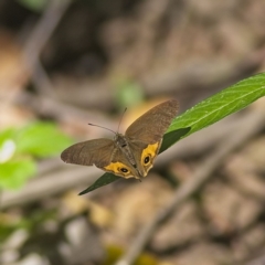 Hypocysta metirius (Brown Ringlet) at Majors Creek, NSW - 17 Mar 2023 by MichaelWenke