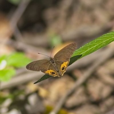 Hypocysta metirius (Brown Ringlet) at Majors Creek, NSW - 17 Mar 2023 by MichaelWenke