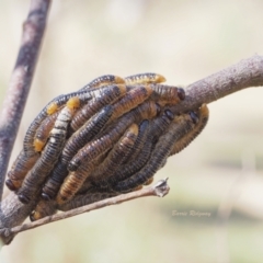 Perginae sp. (subfamily) (Unidentified pergine sawfly) at Jerrabomberra, ACT - 18 Mar 2023 by BarrieR