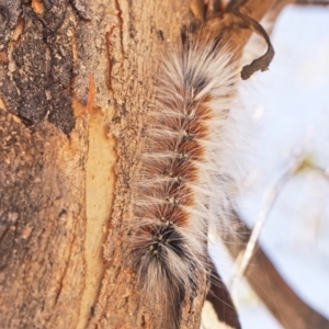 Anthela varia at Jerrabomberra, ACT - 19 Mar 2023