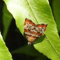 Choreutis periploca (A Metalmark moth (Choreutinae) by Gaylesp8