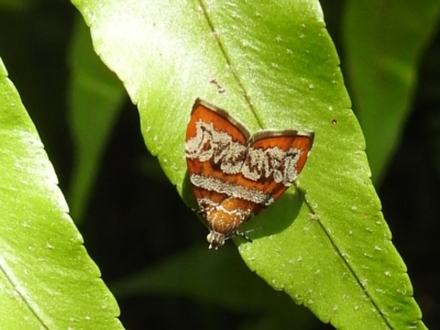 Choreutis emplecta at Avoca, QLD - 5 Mar 2023 by Gaylesp8