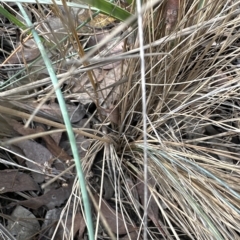 Poa sieberiana var. cyanophylla (Blue-leaved Snow-grass) at Cook, ACT - 26 Mar 2023 by lbradley