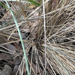 Poa sieberiana var. cyanophylla at Cook, ACT - 26 Mar 2023 03:13 PM