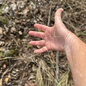 Poa sieberiana var. cyanophylla at Cook, ACT - 26 Mar 2023