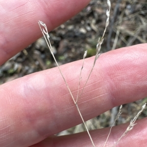 Poa sieberiana var. cyanophylla at Cook, ACT - 26 Mar 2023