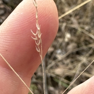 Poa sieberiana var. cyanophylla at Cook, ACT - 26 Mar 2023 03:13 PM