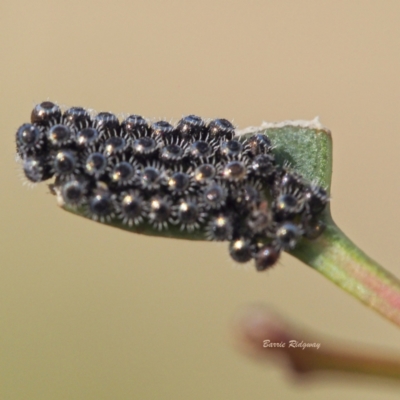 Oechalia schellenbergii (Spined Predatory Shield Bug) at Callum Brae - 18 Mar 2023 by BarrieR