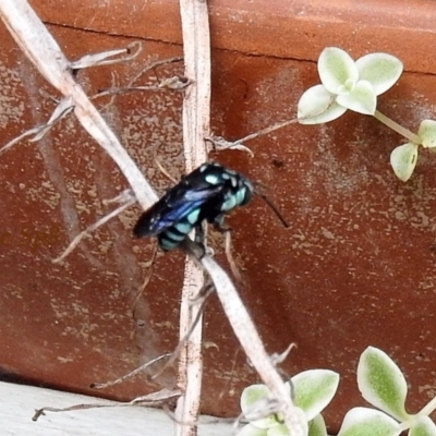 Thyreus sp. (genus) (Cuckoo bee) at Avoca, QLD - 26 Mar 2023 by Gaylesp8