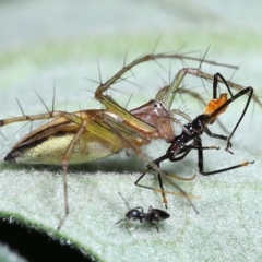 Oxyopes sp. (genus) at Chandler, QLD - 25 Mar 2023 by TimL