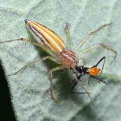 Oxyopes sp. (genus) at Chandler, QLD - 26 Mar 2023 10:12 AM