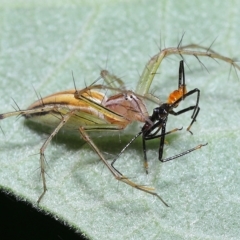 Oxyopes sp. (genus) at Chandler, QLD - 26 Mar 2023