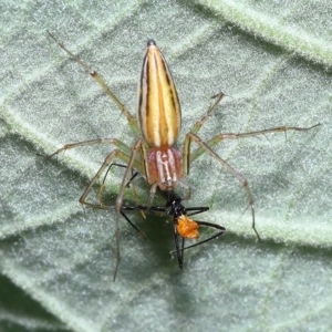 Oxyopes sp. (genus) at Chandler, QLD - 26 Mar 2023 10:12 AM