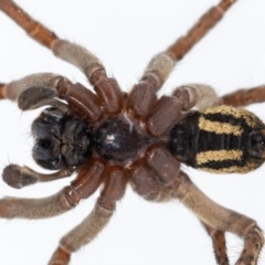 Mituliodon tarantulinus (Prowling Spider) at Jerrabomberra, NSW - 24 Mar 2023 by MarkT