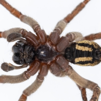 Mituliodon tarantulinus (Prowling Spider) at Jerrabomberra, NSW - 25 Mar 2023 by MarkT
