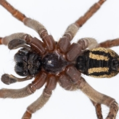 Unidentified Other hunting spider at Jerrabomberra, NSW - 24 Mar 2023 by MarkT