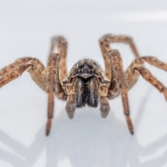 Mituliodon tarantulinus at Jerrabomberra, NSW - suppressed