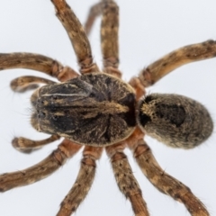 Mituliodon tarantulinus at Jerrabomberra, NSW - suppressed