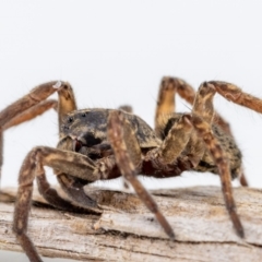 Mituliodon tarantulinus at Jerrabomberra, NSW - suppressed