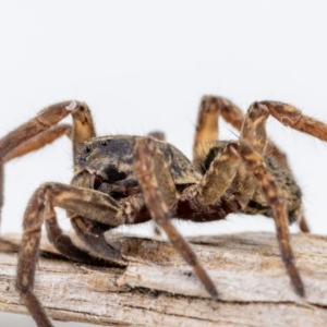 Mituliodon tarantulinus at Jerrabomberra, NSW - suppressed