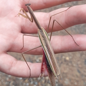 Tenodera australasiae at Stromlo, ACT - 25 Mar 2023