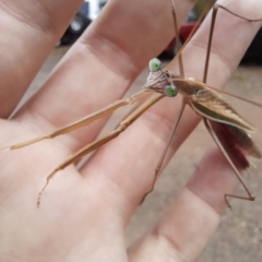 Tenodera australasiae at Stromlo, ACT - 25 Mar 2023