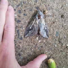 Abantiades sp. (genus) (A Swift or Ghost moth) at Watson, ACT - 26 Mar 2023 by mattjfitzgerald