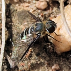 Villa sp. (genus) (Unidentified Villa bee fly) at Federation Hill - 25 Mar 2023 by KylieWaldon