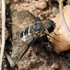 Villa sp. (genus) at West Wodonga, VIC - 26 Mar 2023 10:30 AM