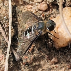 Villa sp. (genus) at West Wodonga, VIC - 26 Mar 2023 10:30 AM